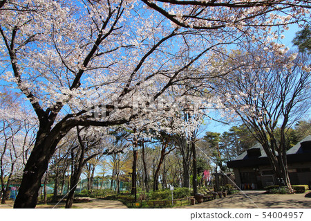 Cherry blossoms at Tsukayama Park Cherry blossoms at Tsukayama Park 54004957