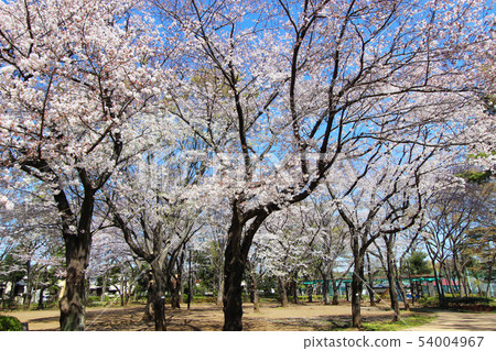 Cherry blossoms at Tsukayama Park Cherry blossoms at Tsukayama Park 54004967