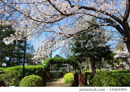 在Tsukayama公園的櫻花 54004969