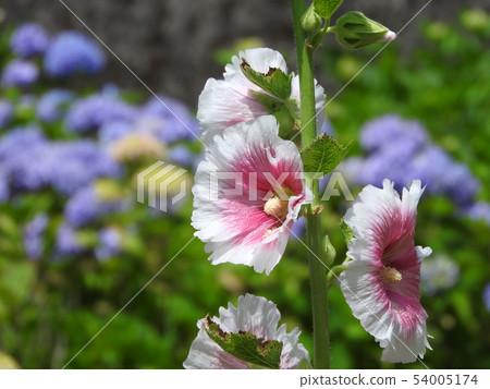Aosho's flower 54005174