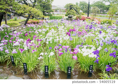 東京都葛飾區堀切鳶尾花園 東京都葛飾區堀切鳶尾花園 54005519