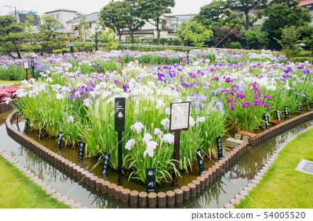東京都葛飾區堀切鳶尾花園 東京都葛飾區堀切鳶尾花園 54005520