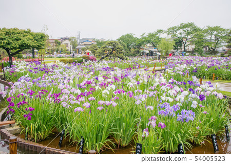 Horikiri Iris Garden, Katsushika-ku, Tokyo Horikiri Iris Garden, Katsushika-ku, Tokyo 54005523