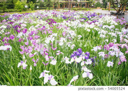 東京都葛飾區堀切鳶尾花園 東京都葛飾區堀切鳶尾花園 54005524