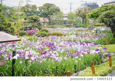 Horikiri Iris Garden, Katsushika-ku, Tokyo Horikiri Iris Garden, Katsushika-ku, Tokyo 54005525