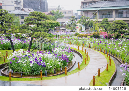 Horikiri Iris Garden, Katsushika-ku, Tokyo 54005526