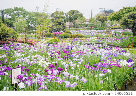 東京都葛飾區堀切鳶尾花園 54005531