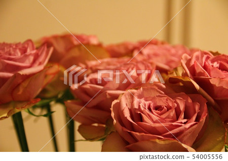 purple rose purple rose 54005556