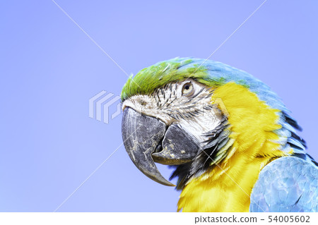 美麗的Ruri金剛鸚鵡 54005602