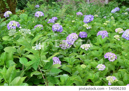 繡球花花園 繡球花花園 54006280