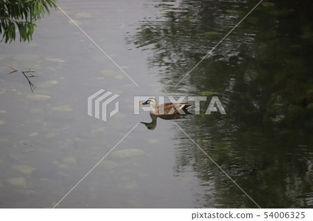 Kargamo, duck on the river face 2 Kargamo, duck on the river face 2 54006325