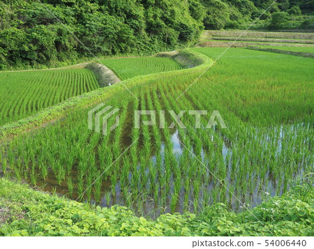 水稻開始生長的稻田 54006440
