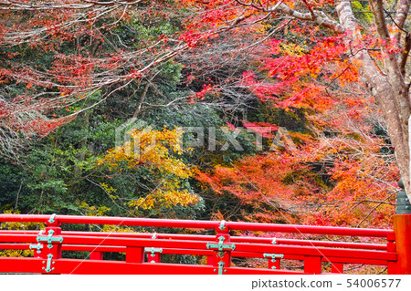秋葉季節京都，Takao紅色橋樑和秋葉森林 54006577