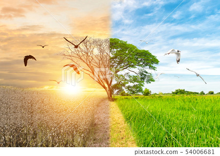 Ecology concept environment change tree forest 54006681