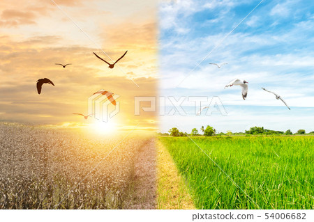 Ecology concept environment change tree forest Ecology concept environment change tree forest 54006682