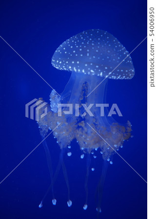 海蜇 海蜇 54006950