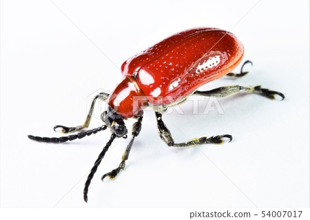 Red-footed beetle 54007017