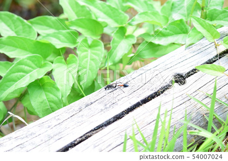 One Sabatigabachi 54007024