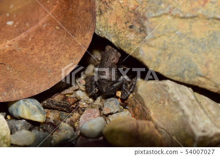 One child of a toad 54007027