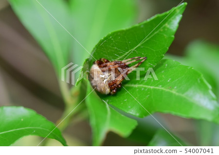 Yamashiro Onigmo一隻動物 Yamashiro Onigmo一隻動物 54007041