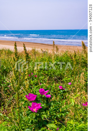 (Ishikawa Prefecture) Hamanas blooming, Senrihama Nagisa Driveway 54007128