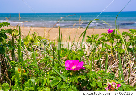 (石川縣)Senrihama Nagisa車道 (石川縣)Senrihama Nagisa車道 54007130