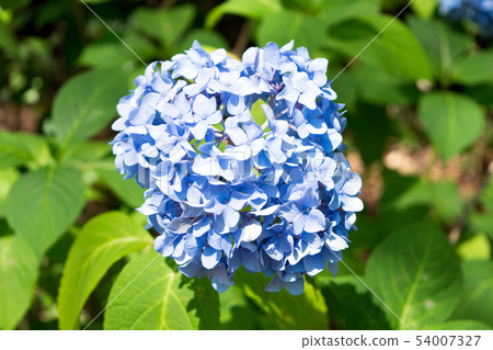 繡球 54007327