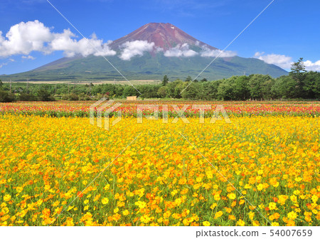 Landscape from Yamanakako flower capital city park-77944 54007659