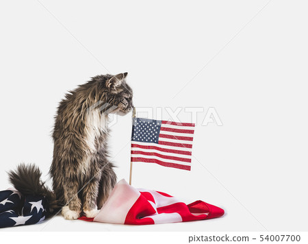 Cute kitten and American Flag. Studio photo shoot 54007700
