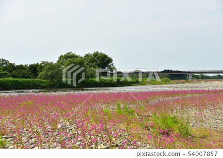 A population of Nadesico that covers the Kawahara in the early out river Nakasu 54007857