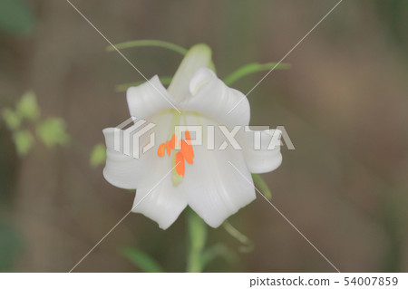 Beautiful lily flower in lily flower garden. 54007859