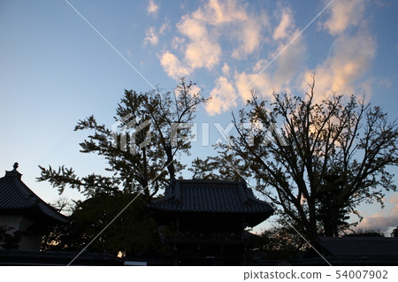 在Jako-ji寺廟地面的銀杏剪影 54007902