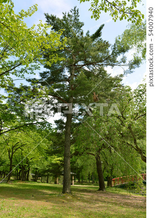Pine in Yuzawa Central Park Pine in Yuzawa Central Park 54007940