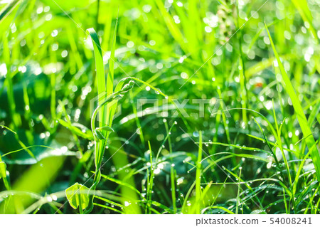 green grass in garden and blur of water drop on green grass in garden and blur of water drop on 54008241