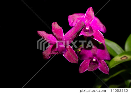 purple orchids on branch 54008380