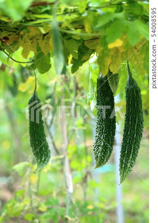 Bitter gourd cultivation image Bitter gourd cultivation image 54008595