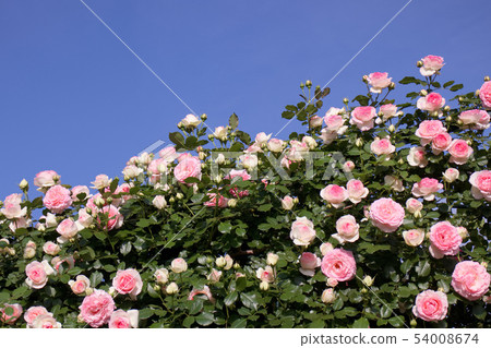 Rose Pierre de Roncer 54008674