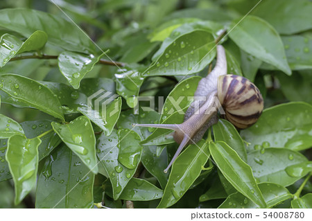 Snail On the green leaves with water drops. Snail On the green leaves with water drops. 54008780