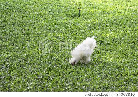 White Chicken or Silkie Hen eating food On lawn. White Chicken or Silkie Hen eating food On lawn. 54008810