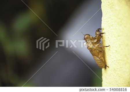 Shell of the cicada shed their skin on yellow wall 54008816