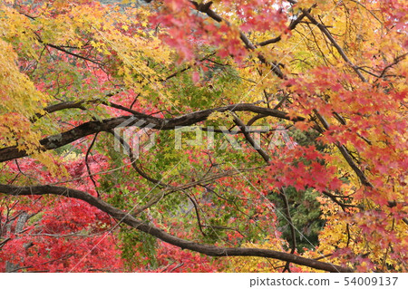 Autumnal view of Kotohiragu Shrine 54009137