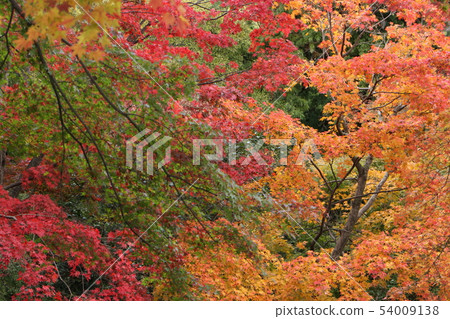 Kotohiragu神社美妙的秋天風景 54009138