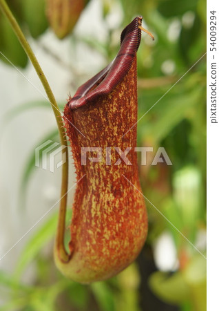 Ugubon Kuzura 54009294