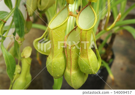 Gourd's flagellum 54009457
