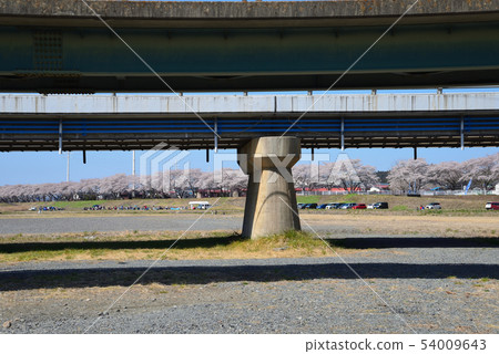 Kujigawa河床上的櫻花#7 Kujigawa河床上的櫻花#7 54009643