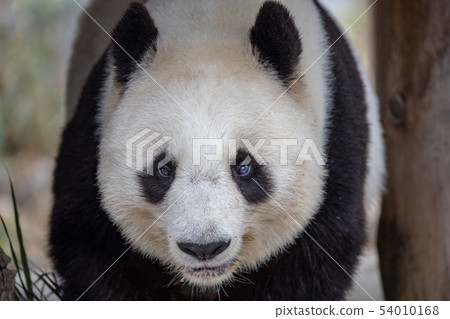 giant panda 54010168