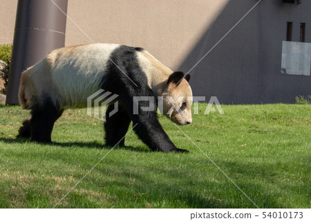 giant panda 54010173