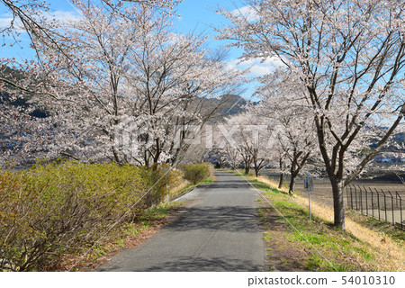 Kujigawa河床上的櫻花＃23 54010310