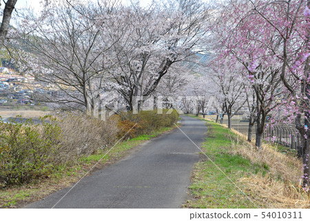 Kujigawa河床櫻花＃22 54010311