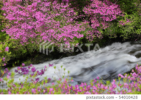 Oku-Nikko Ryuto瀑布的杜鵑花 54010428